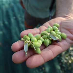 Koroneiki Olivenernte auf der Peloponnes.